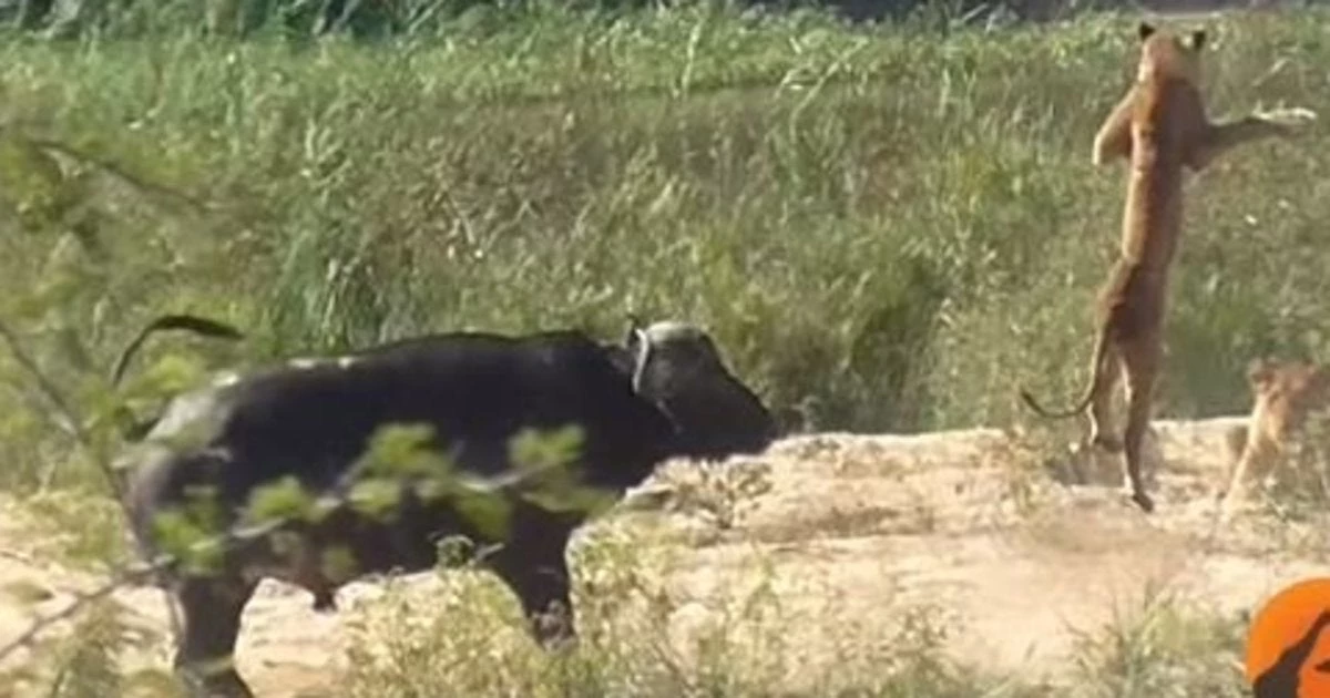 Είχατε δει ποτέ λιοντάρι να στριφογυρίζει στον αέρα τρεις φορές; (βίντεο)